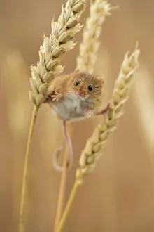 Micromys: 80200581 Harvest Mouse - on ears of wheat UK Micromys