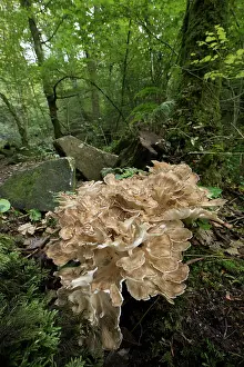 Toadstool: 80200582 Hen of the Woods Fungi - Autumn Cornwall