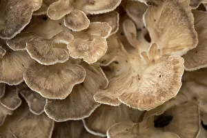 Toadstool: 80200583 Hen of the Woods Fungi - Autumn Cornwall
