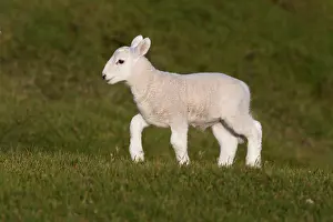 Chapman: 80200585 Lamb Stoer, Scotland, UK David Chapman