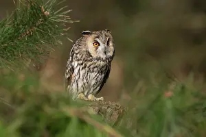 Claw: 80200591 Long Eared Owl - in Pine tree UK Asio otus