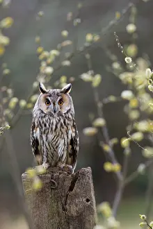 Claw: 80200592 Long Eared Owl - Goat Willow UK Asio otus