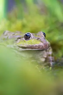 Ridibundus: 80200593 Marsh Frog Hampshire, UK Pelophylax ridibundus