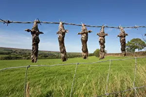 Catcher: 80200595 Dead Moles - hanging from barbed wire fence