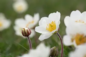 Avens: 80200596 Mountain Avens Flower Scotland, UK Dryas