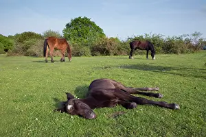 Equine: 80200597 New Forest Pony - with foal lying down