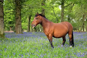Hampshire: 80200598 New Forest Pony - amongst Bluebells Hampshire