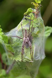 Nursery: 80200599 Nursery Web Spider - on web Cornwall, UK
