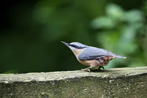 Sitta: 80200600 Nuthatch Yorkshire, UK Sitta europaea David