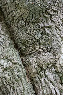 Gnarled: 80200601 Oak Tree - bark Devon, UK Quercus robor