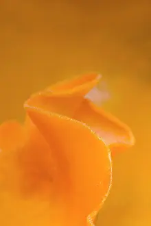 Spore: 80200602 Orange Peel Fungus - detail Cornwall, UK