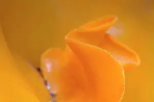 Spore: 80200603 Orange Peel Fungus - detail Cornwall, UK
