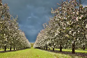 Orchard: 80200604 Orchard Trees Moorhampton, Herefordshire
