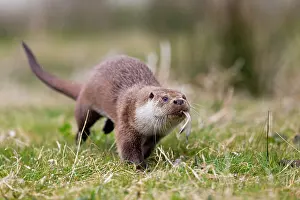 Carry: 80200605 Otter - carrying food in mouth Scotland