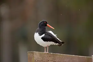Haematopus: 80200606 Oystercatcher Cornwall, UK Haematopus ostralegus