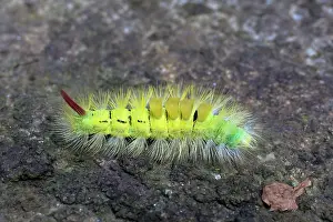 Tufts: 80200607 Pale Tussock Moth Larva Yorkshire, UK Calliteara