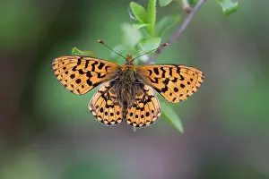 Pearl: 80200608 Pearl Bordered Fritillary Butterfly Cornwall