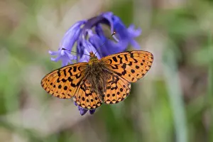 Pearl: 80200609 Pearl Bordered Fritillary Butterfly - on