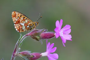 Campion: 80200610 Pearl Bordered Fritillary Butterfly - on
