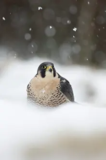 Peregrine: 80200612 Peregrine Falcon - in snow Scotland, UK