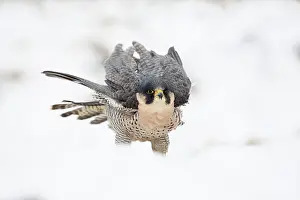 Ruffled: 80200613 Peregrine Falcon - in snow Scotland, UK
