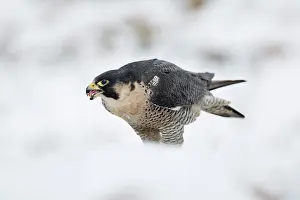 Peregrine: 80200614 Peregrine Falcon - in snow Scotland, UK