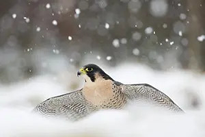 Peregrine: 80200615 Peregrine Falcon - in snow Scotland, UK