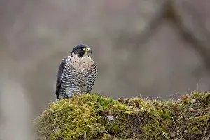 Peregrinus: 80200616 Peregrine Falcon Scotland, UK Falco peregrinus