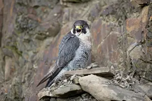 Quarry: 80200617 Peregrine Falcon - male in quarry Wales