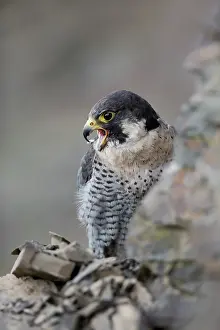 Quarry: 80200618 Peregrine Falcon - male in quarry Wales