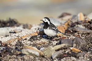 Motacilla: 80200619 Pied Wagtail - on beach Scotland, UK Motacilla