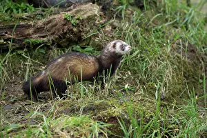 Putorius: 80200620 Polecat Devon, UK Mustela putorius David