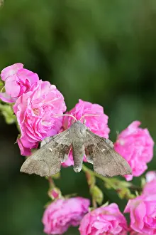 Roses: 80200621 Poplar Hawkmoth - on Roses Cornwall, UK