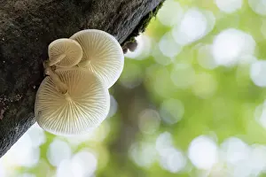 Toadstool: 80200623 Porcelain Fungus Cornwall, UK Oudemansiella