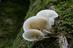 Toadstool: 80200624 Porcelain Fungus - on moss Cornwall, UK