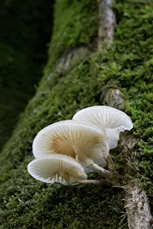Toadstool: 80200625 Porcelain Fungus - on moss Cornwall, UK