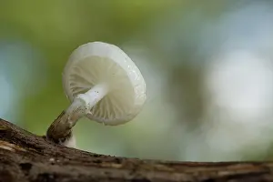 Toadstool: 80200626 Porcelain Fungus Cornwall, UK Oudemansiella