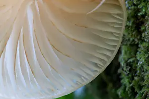 Toadstool: 80200627 Porcelain Fungus - Gills detail Cornwall