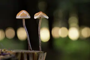 Chapman: 80200632 Fungi - with bokeh Cornwall, UK David Chapman