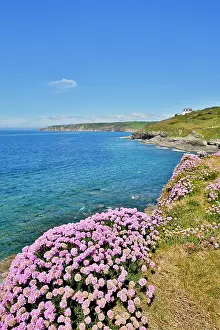 Cornish: 80200635 Seascape - with Thrift in foreground Porthleven