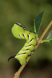 Privet: 80200642 Privet Hawk Moth Caterpillar - feeding