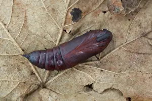Pupa: 80200644 Privet Hawk Moth Pupa Cornwall, UK Sphinx
