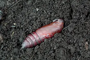 Case: 80200645 Privet Hawk Moth Pupa Cornwall, UK Sphinx