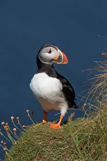 Orkney: 80200649 Puffin Orkney, UK Fratercula arctica David