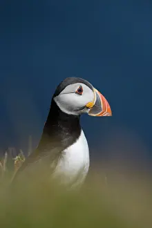 Orkney: 80200650 Puffin Orkney, UK Fratercula arctica David