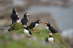 Puffins: 80200651 Puffin - group on cliff edge Scotland