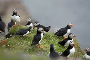 Puffins: 80200652 Puffin - group on cliff edge Scotland
