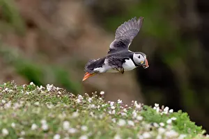 Campion: 80200653 Puffin - in flight with Sand Eels Skomer