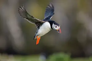 Skomer: 80200655 Puffin - in flight Skomer, Wales, UK Fratercula