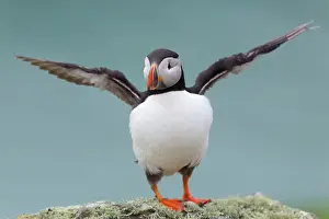 Exercise: 80200656 Puffin - stretching wings Skomer, Wales